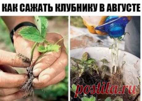 Как пересадить клубнику в августе? | 6 соток
