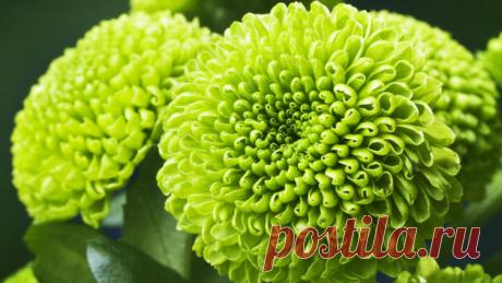 Непревзойдённая королева осени - хризантема. За что мы её любим? | Растения