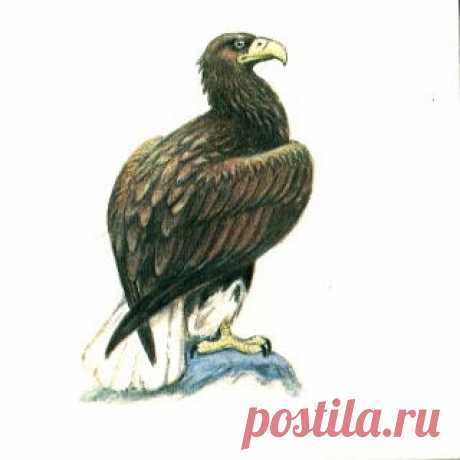 Исчезающие птицы: Орлан-белохвост Исчезающие птицы, Орлан-белохвост