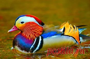 Утка мандаринка - сбор пазла Лучшая коллекция пазлов для взрослых и детей: собирайте и создавайте свои собственные пазлы.