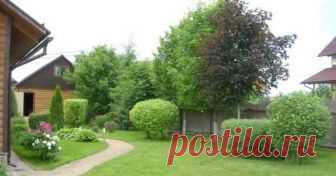 Дерево на границе участка. Как быть? Добрососедство владельцев земельных участков подразумевает не только разумное строительство, но и правильную высадку зеленых насаждений – деревьев и кустарников.