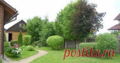 Дерево на границе участка. Как быть? Добрососедство владельцев земельных участков подразумевает не только разумное строительство, но и правильную высадку зеленых насаждений – деревьев и кустарников.