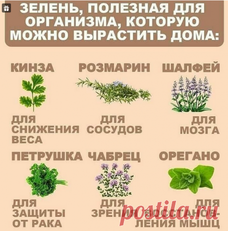 Полезная зелень, которую можно выращивать на подоконнике. Берем на заметку! Если вы хотите круглый год употреблять свежую зелень, то для этого необязательно иметь теплицу....
