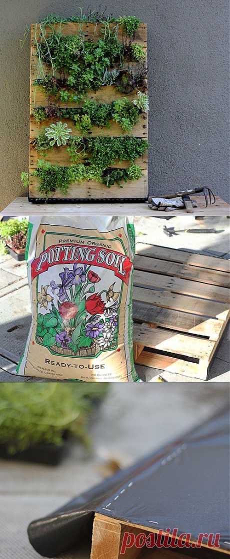 Вертикальный сад своими руками.