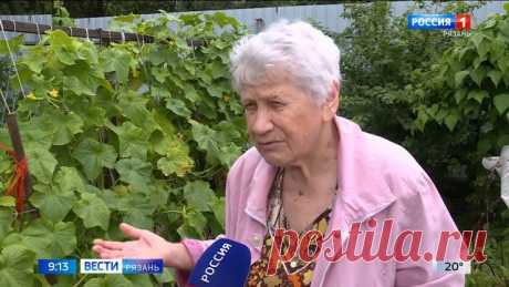 Рязанцы на своих участках собирают урожай, но порой недосчитываются овощей, фруктов или ягод. Виной тому - вредители. Сильную химию против них использовать опасно, тем более, сейчас, когда культуры уже плодоносят.
