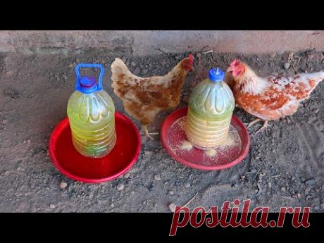 Como hacer comedero y bebedero para gallinas con botellas grandes.