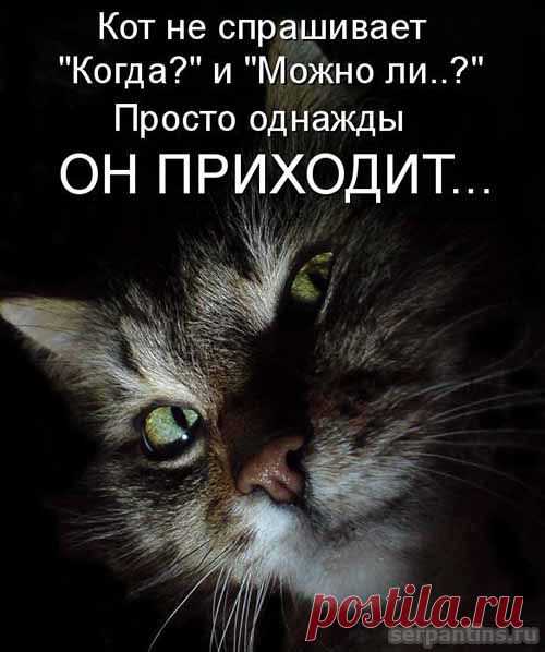 Юмор про котов, фото | Серпантин