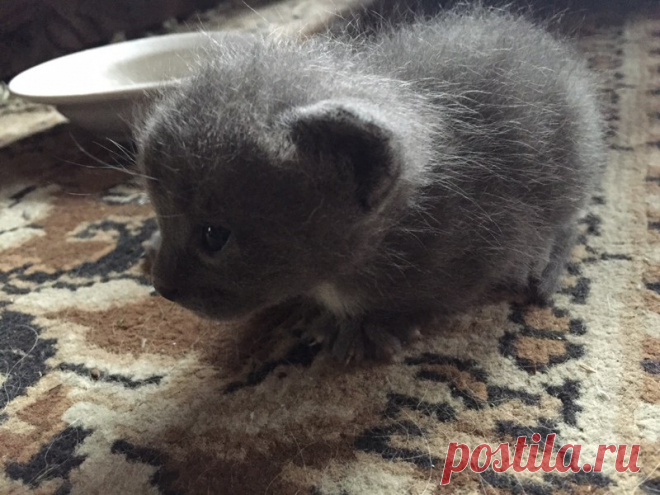 Подобрали на улице слепого и мокрого...