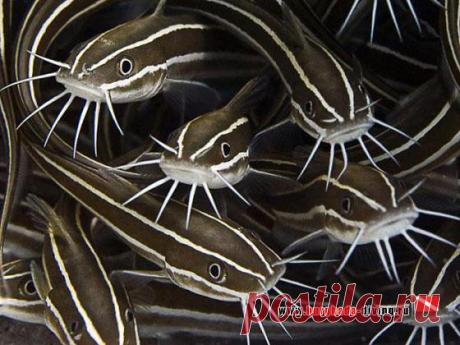 Дайвинг в Хургаде | Фотогалерея | Опасные обитатели Красного моря | Полосатый угрехвост (угрехвостые сомы)