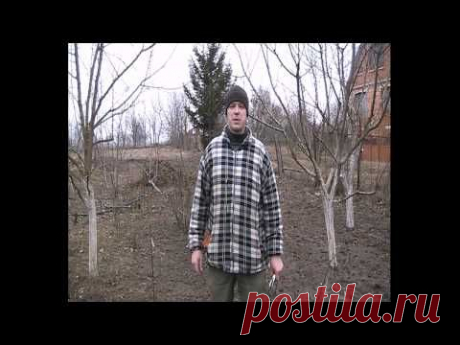 Смородина Размножение (из чего резать черенки)