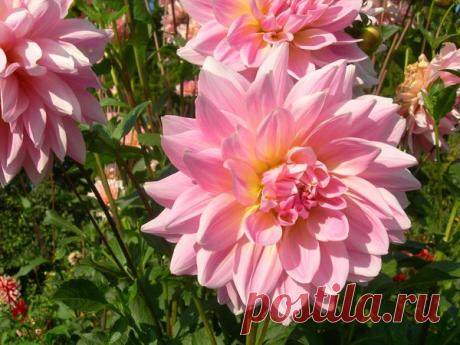 Плюсы и минусы георгинов