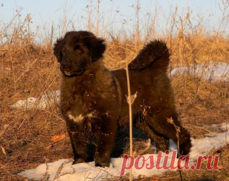 Пограничник, однако...