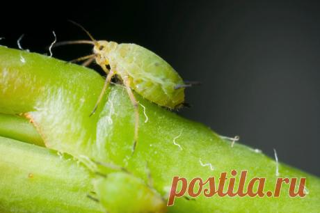 https://homegreenhouse.ru/kak-izbavitsja-ot-tli-na-komnatnyh-rastenijah/