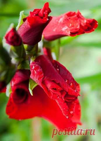 Google+ – #flowers