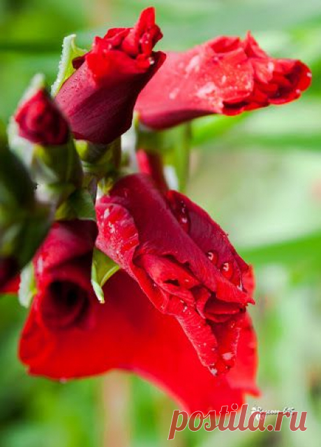 Google+ – #flowers