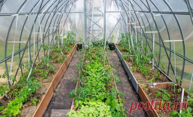 'что посадить рядом с помидорами в открытом грунте https://postila.ru/post/80827223