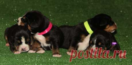 Available for sale GSMD Eberron L...... 4 females