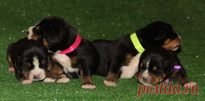 Available for sale GSMD Eberron L...... 4 females