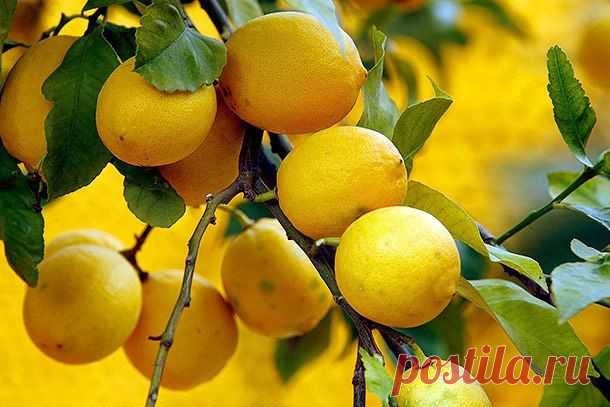 Лимонная тряпка против пыли - Простые рецепты Овкусе.ру