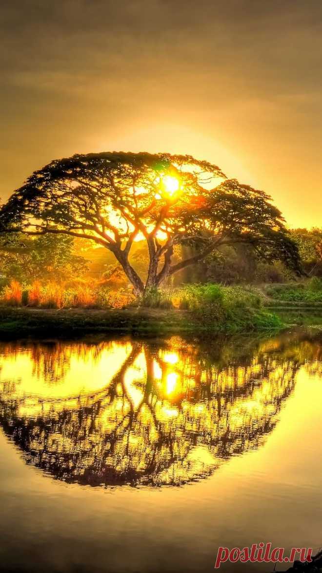 (3) Sunset pond with tree reflection. | Natural Earth Beauty