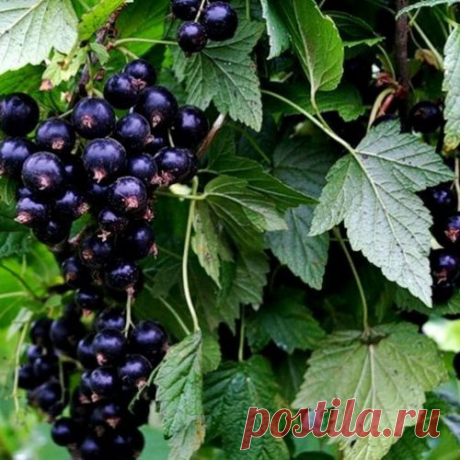Как бороться с тлей на смородине?