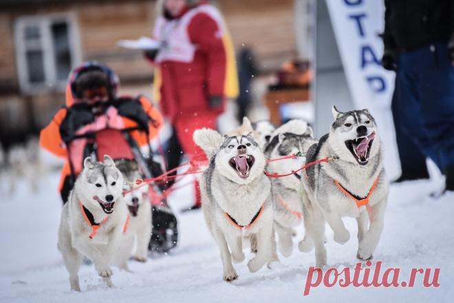 Питомник хаски и маламутов 