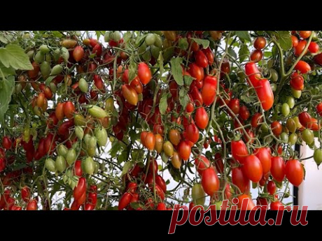 ВЫРАЩИВАЮ ТОМАТЫ ТОЛЬКО ТАК! БЕЗ ФИТОФТОРЫ И КЛАДОСПОРИОЗА!