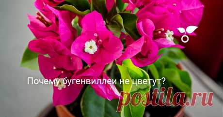 Почему бугенвиллеи не цветут? Бугенвиллеи покупают именно ради их незабываемого цветения, которое напоминает цветные облака. Чтобы эта комнатная лиана цвела обильно и долго радовала новыми бутонами, придется постараться создать для нее действительно оптимальные условия.