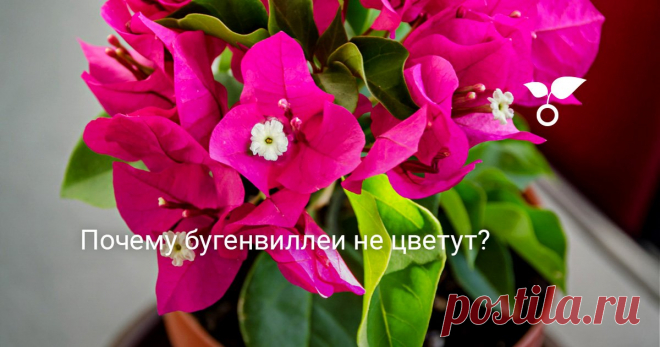 Почему бугенвиллеи не цветут? Бугенвиллеи покупают именно ради их незабываемого цветения, которое напоминает цветные облака. Чтобы эта комнатная лиана цвела обильно и долго радовала новыми бутонами, придется постараться создать для нее действительно оптимальные условия.