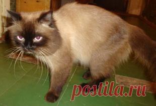 О кошках – болезни у кошек, их профилактика | vita-jizn.net
О кошках, их содержании и кормлении я уже писала. В этой статье для Вас - болезни у кошек: раны, кожные заболевания, паразиты, а также профилактика болезней...