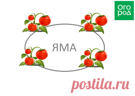 Секретный способ посадки и полива помидоров – урожай гарантирован!