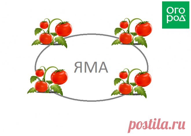 Секретный способ посадки и полива помидоров – урожай гарантирован!