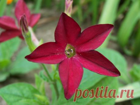 Топ-10 самых ароматных цветов