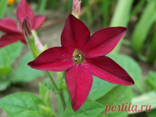 Топ-10 самых ароматных цветов