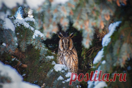 Ушастая сова пристально следит за фотографом из гущи веток. Кадр был сделан в Майкопе Сергеем Нестеренко: nat-geo.ru/photo/user/340714