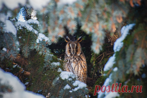 Ушастая сова пристально следит за фотографом из гущи веток. Кадр был сделан в Майкопе Сергеем Нестеренко: nat-geo.ru/photo/user/340714