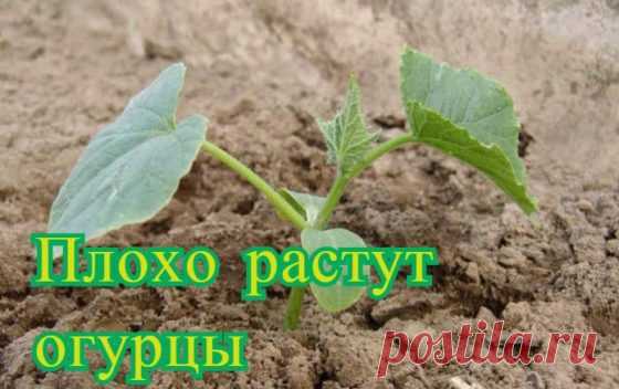 Почему плохо растут огурцы | Огород и сад