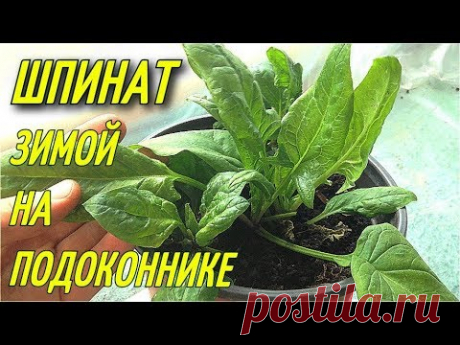 Как вырастить шпинат на подоконнике