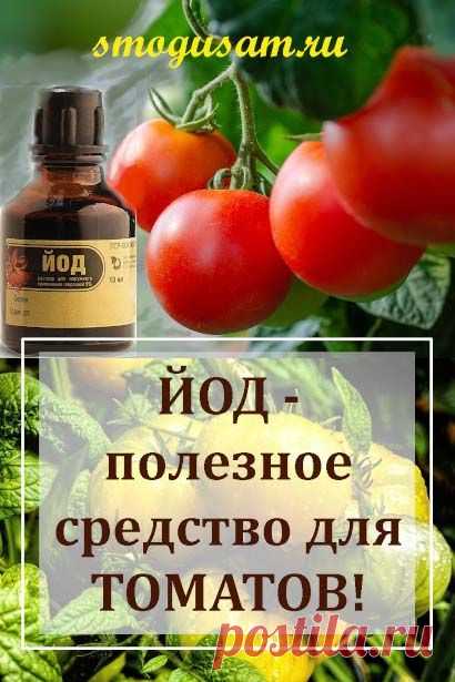О пользе йода для томатов | Огород, Огород с помидорами, Сад