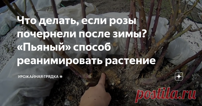 Что делать, если розы почернели после зимы? «Пьяный» способ реанимировать растение Друзья, рада снова встретиться с вами в блоге «Урожайная грядка». Поговорим о розах. Многие дачники, наверняка, сталкивались с потемнением стебельков растения после зимовки. Открываешь укрытие, а все цветы — чёрные лежат.  В прошлом сезоне столкнулась с этой проблемой и я. И вот что удивительно — вроде бы укрытие сделала правильно, и открыла вовремя — а всё равно мои розочки потемнели. Конеч...