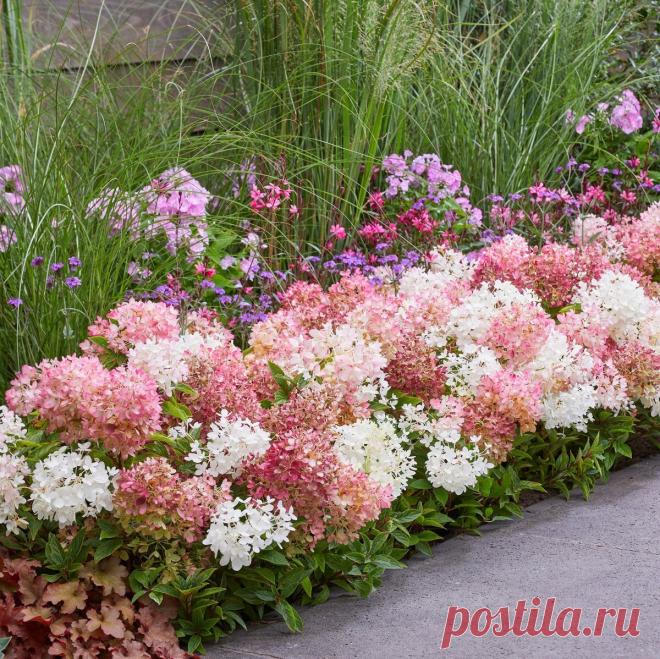 Как формировать низкорослые гортензии? | Питомник Гортензия Viva | Дзен