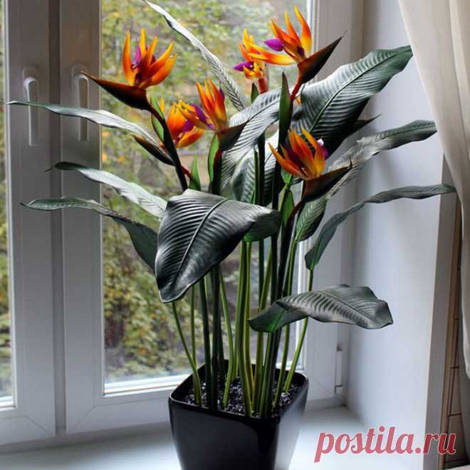 Комнатное растение Стрелитиция (Strelitzia). Растение, названное в честь жены английского короля Георга III Шарлотты, урожденной Макленбург-Стрелитц, привлекает внимание благодаря крупному цветку необычной формы. Чаще всего его используют для составления букетов, однако стрелитцию можно выращивать в больших емкостях и как горшечное растение.