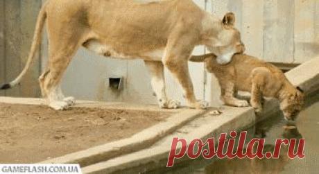 Я вечером и я утром – два разных человека, у них никогда не совпадут мысли, привязанности, эмоции и планы на жизнь (ГИФки, местами жесть!)