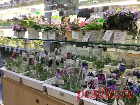 ТАКОГО МАГАЗИНА ФИАЛОК вы еще НЕ ВИДЕЛИ!