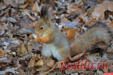 Фото: Белка. Фотограф Константин Анисимов. Фото животных - Фотосайт Rasfokus.ru