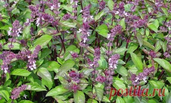 Как посадить базилик, в том числе в средней полосе России, а также где лучше разместить растение на участке