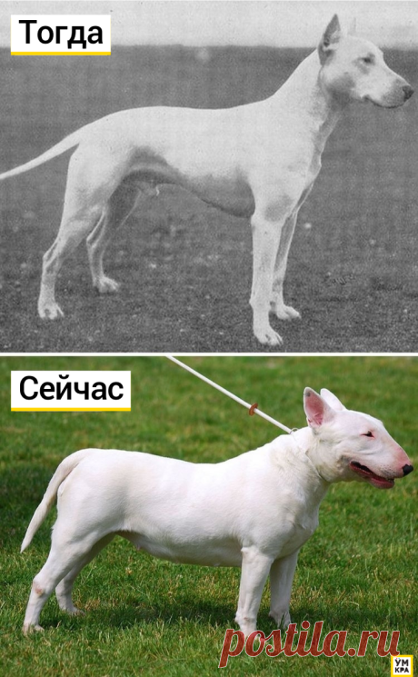 Как выглядели известные породы собак 100 лет назад: Бультерьер