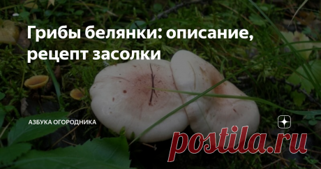 Грибы белянки: описание, рецепт засолки Белянка (волнушка, волжанка) – съедобный гриб рода Млечники из семейства Сыроежковые. Чаще всего плоды солят и маринуют. Для этой разновидности свойственна характерная горечь. Для избавления от нее показана длительная обработка. Чтобы собранный урожай состоял только из безопасных белянок, необходимо детально изучить их внешние признаки.