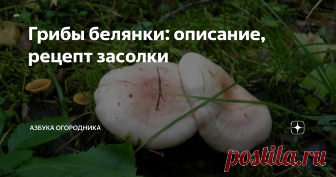 Грибы белянки: описание, рецепт засолки Белянка (волнушка, волжанка) – съедобный гриб рода Млечники из семейства Сыроежковые. Чаще всего плоды солят и маринуют. Для этой разновидности свойственна характерная горечь. Для избавления от нее показана длительная обработка. Чтобы собранный урожай состоял только из безопасных белянок, необходимо детально изучить их внешние признаки.