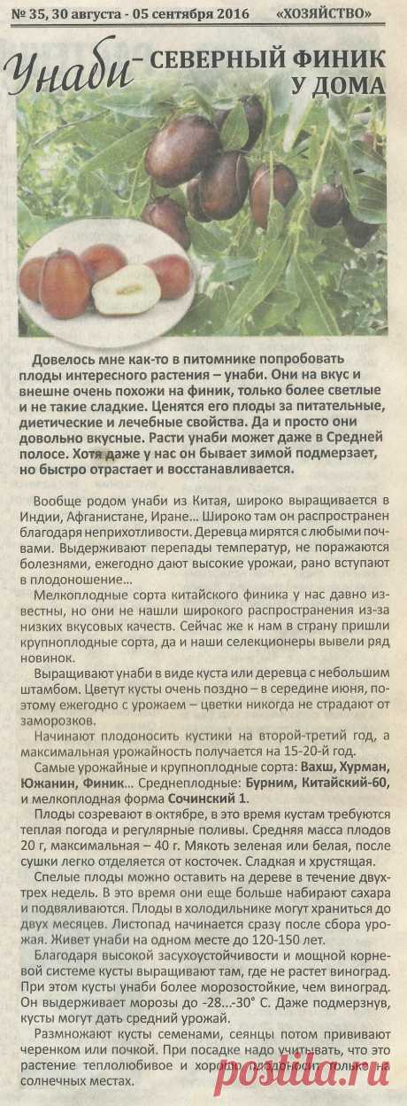 Унаби - северный финик у дома